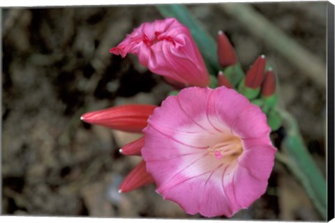 Framed Pink Flower in Bloom, Gombe National Park, Tanzania Print