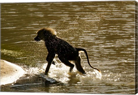 Framed Olive Baboon, Masai Mara, Kenya Print