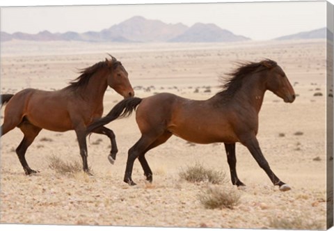 Framed Namibia, Aus, Wild horses in Namib Desert Print