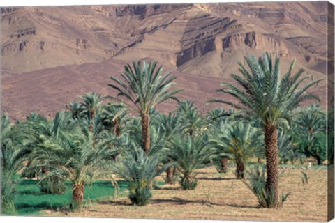 Framed Palmery Below Mountains, Morocco Print