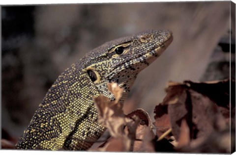 Framed Nile Monitor Lizard, Gombe National Park, Tanzania Print