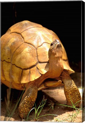 Framed Plough-share Tortoise, Ampijeroa Forest Station, Madagascar Print