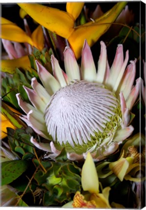 Framed Queen Protea, Kwazulu Natal, South Africa Print