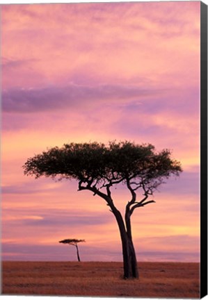 Framed Pair of Accasia Trees at dawn, Masai Mara, Kenya Print