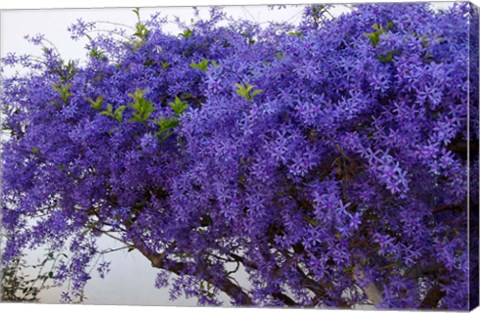 Framed Plumbago Shrub, Paul Kruger&#39;s House, Pretoria, Gauteng, South Africa Print