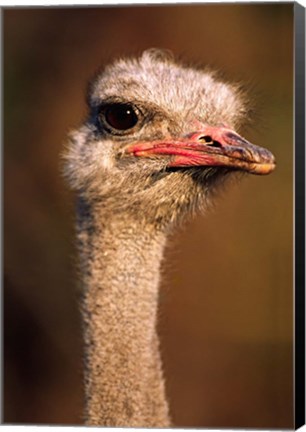 Framed Namibia, Common Ostrich bird Print