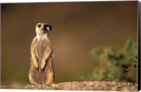 Framed Namibia, Keetmanshoop, Meerkat, mongoose standing up, Namib Desert Print