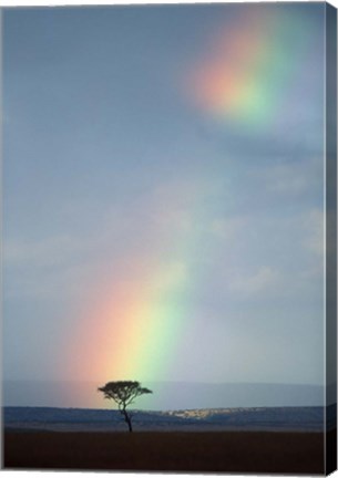 Framed Rainbow Forms Amid Rain Clouds, Masai Mara Game Reserve, Kenya Print