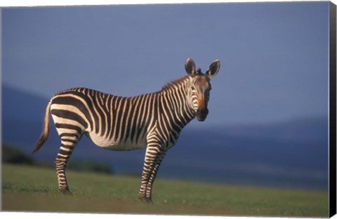 Framed Rare Cape Mountain Zebra, South Africa Print