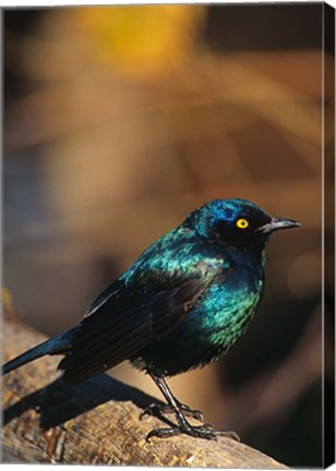 Framed Namibia. Lesser Blue-eared Glossy Starling bird Print