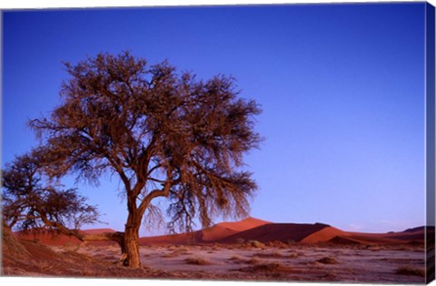 Framed Namibia, Namib Naukluft NP, Sossusvlei desert, Tree Print