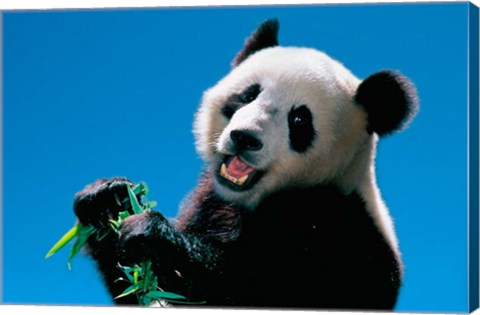 Framed Panda Eating Bamboo, Wolong, Sichuan, China Print