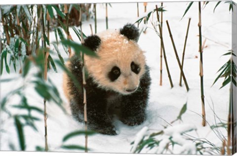 Framed Panda Cub on Snow, Wolong, Sichuan, China Print