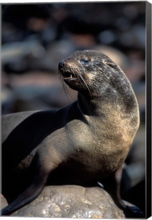 Framed Namibia, Cape Cross Seal Reserve, Fur Seal Print