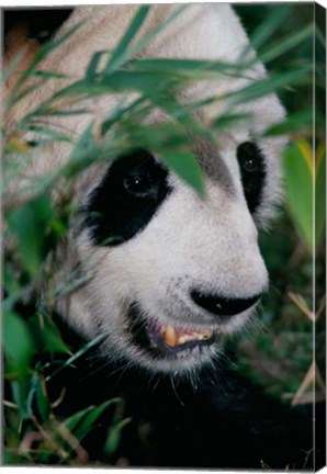 Framed Panda, Wolong, Sichuan, China Print