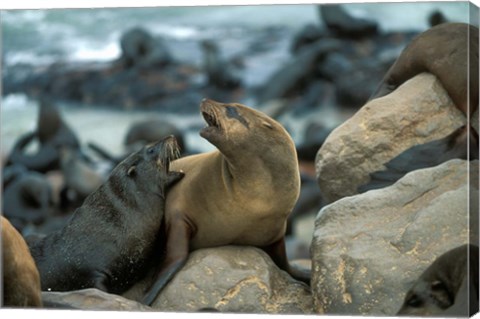 Framed Namibia, Cape Cross Seal Reserve, Two Fur Seals on rocks Print