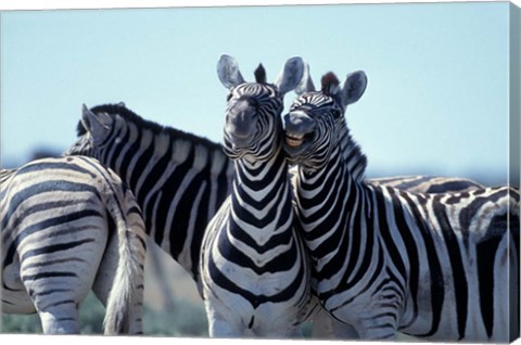 Framed Plains Zebra Side By Side, Etosha National Park, Namibia Print