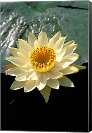 Framed Night Lily, Okavango Delta, Botswana Print