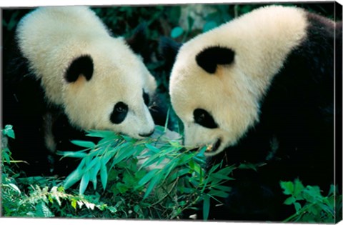 Framed Pandas Eating Bamboo, Wolong, Sichuan, China Print