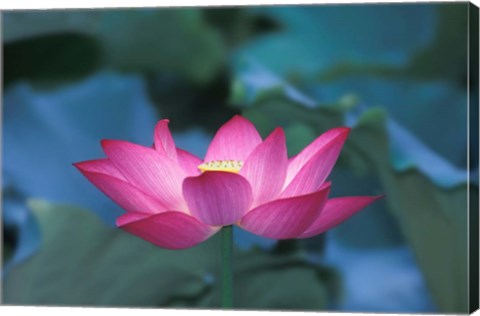 Framed Red Lotus Flower, Hangzhou, Zhejiang Province, China Print