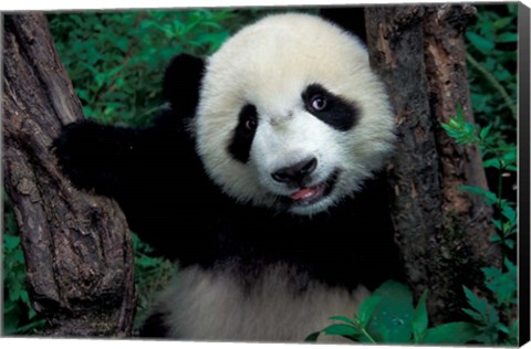 Framed Panda Cub with Tree, Wolong, Sichuan Province, China Print