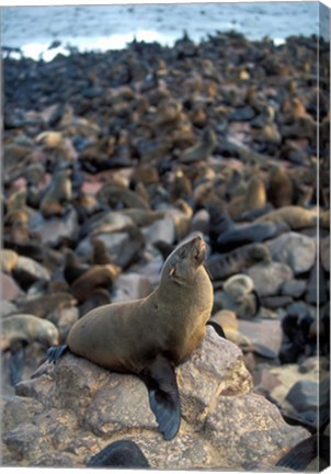 Framed Namibia, Cape Cross Seal Reserve, Fur Seals on shore Print