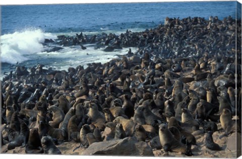 Framed Namibia, Cape Cross Seal Reserve, Group of Fur Seals Print