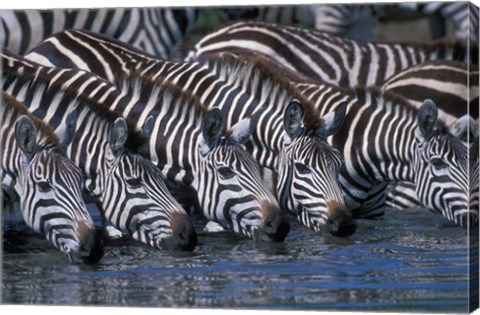 Framed Plains Zebra Herd Drinking, Telek River, Masai Mara Game Reserve, Kenya Print