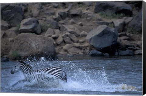 Framed Plains Zebra Crossing Mara River, Serengeti Migration, Masai Mara Game Reserve, Kenya Print