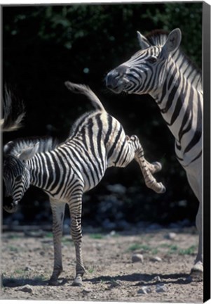 Framed Plains Zebra Kicks, Etosha National Park, Namibia Print