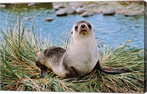 Framed Portrait of young bull, Kerguelen Fur Seal, Antarctic Fur Seal, South Georgia Print