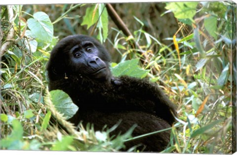 Framed Mountain Gorilla, Bwindi Impenetrable Forest National Park, Uganda Print