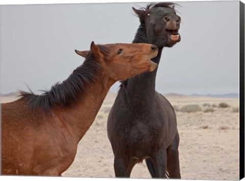 Framed Namibia, Garub. Herd of feral horses playing Print