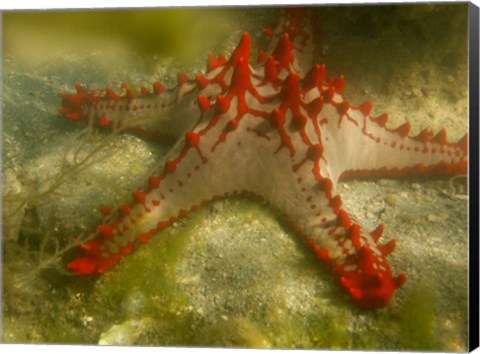 Framed Red Knobbed Starfish, Madagascar, Africa Print