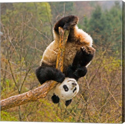 Framed Panda Bear, Wolong Panda Reserve, China Print