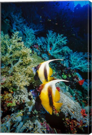 Framed Pair of Red Sea Bannerfish at Daedalus Reef, Red Sea, Egypt Print