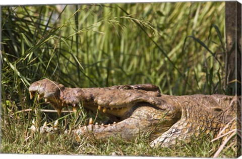 Framed Nile Crocodile, river Victoria Nile, Murchison Falls National Park, Uganda, Africa Print