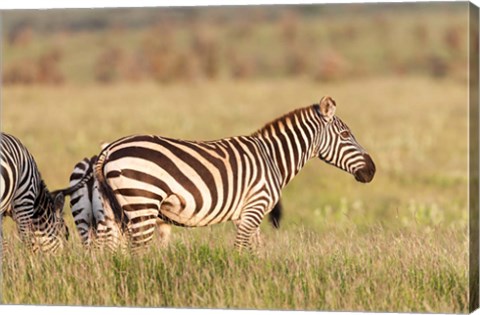 Framed Plains zebra or common zebra in Lewa Game Reserve, Kenya, Africa. Print