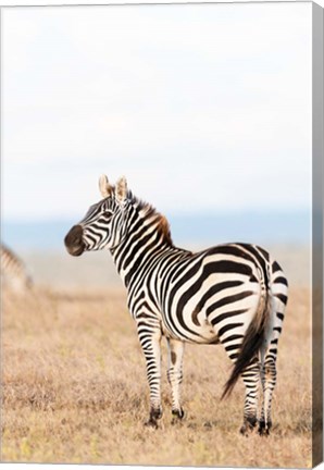 Framed Plains zebra or common zebra in Solio Game Reserve, Kenya, Africa. Print