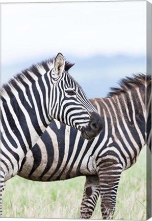 Framed Plains zebra, Lewa Game Reserve, Kenya Print