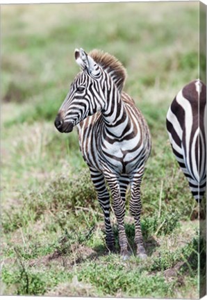Framed Plains zebra, Maasai Mara, Kenya Print