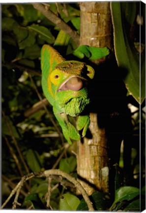 Framed Parson&#39;s chameleon lizard, Ranomafana NP, Madagascar Print