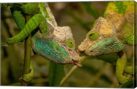 Framed Oshaughnessyi Chameleon lizard, Madagascar, Africa Print