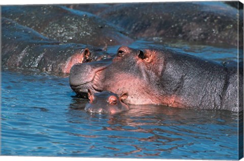 Framed Mother and Young Hippopotamus, Serengeti, Tanzania Print