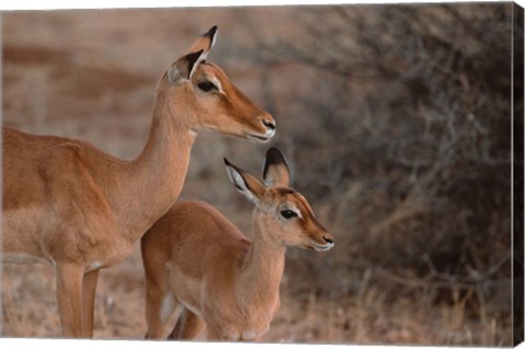 Framed Mother and Young Impala, Kenya Print