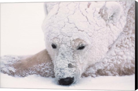 Framed Polar Bear on Hudson Bay, Churchill, Manitoba Print