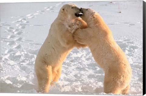 Framed Polar Bears Sparring on Frozen Tundra of Hudson Bay, Churchill, Manitoba Print