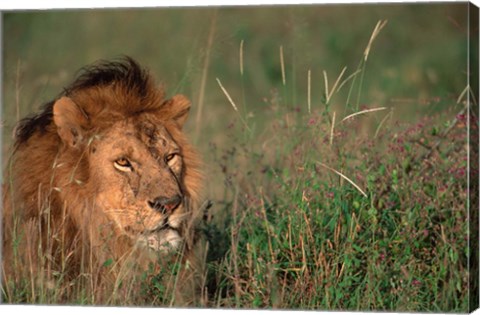 Framed Head of Male African Lion, Tanzania Print