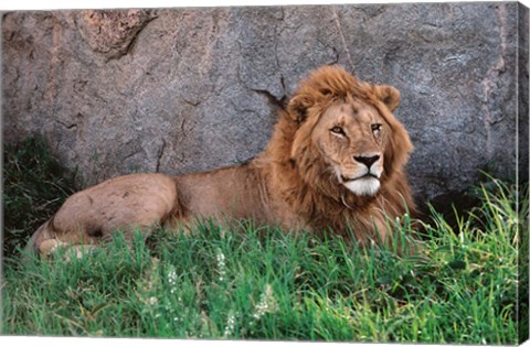 Framed Portrait of Male African Lion, Tanzania Print