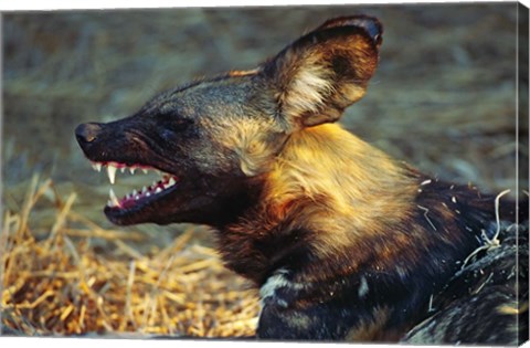 Framed Namibia. Portrait of a wild dog Print